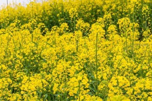 春天的花开（探寻花的奥秘）