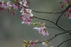 含苞待放的樱花（樱花树下的约定）