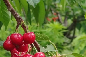 花开，诗意盎然（以花匠的视角，发现身边的美）