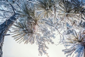 雪夜漫步，心情愉悦（雪夜漫步，心情愉悦）