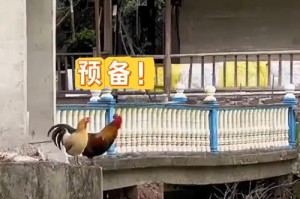 飞跃人生的冒险之旅（飞跃人生的冒险之旅）