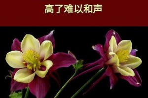 一个不得不说的故事（留在心中的秘密）