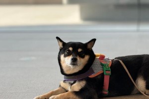 花花与主人的温馨故事（一只可爱小狗的生活点滴）