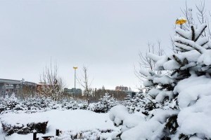 冬日雪景：一场不寻常的雪