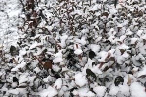 冬日飘雪（那份真挚的感动）