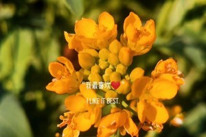 等待明天（约定的期待）