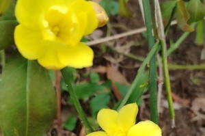 春天的使者（花开燕归，温暖回归）