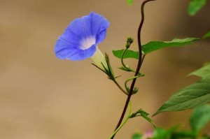 一朵牵牛花的心路历程（爱与毁灭的交织）