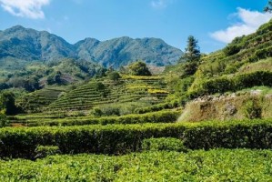 茶树和人之间的故事，生命在花开时绽放（茶树和人之间的故事，生命在花开时绽放）