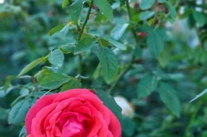 小草的成长——以花草树木为主题的小故事