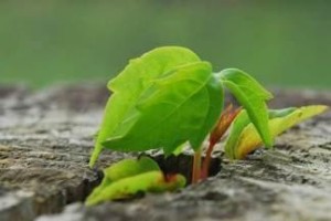 一位年轻人的奋斗史（一位年轻人的奋斗史）