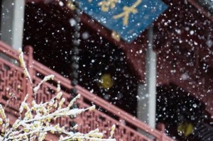 冬日里的温暖（当雪花飘落，温情慢慢绽放）