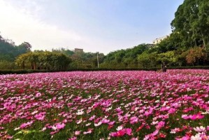 绽放（靓丽的生命之花）