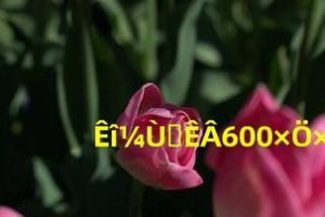 暑假趣事——小学生的冒险旅程