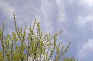 承接春的生机（春风化雨润万物）