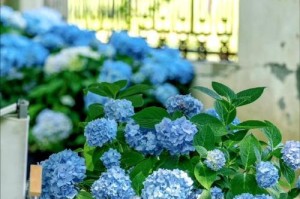 花开在心间