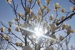 春天里的花海与幸福生活（春天里的花海与幸福生活）