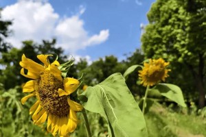 花草树木保护小故事（一位小学生的行动）