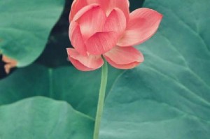 奇迹在身边（梦想和努力创造奇迹）