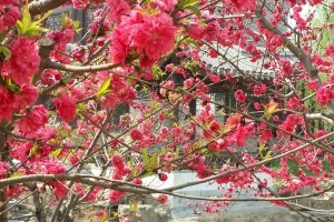 春天的颂歌（听，春天在轻吟细语）