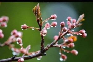 春雨无声润如酥（守护、关注、感恩）