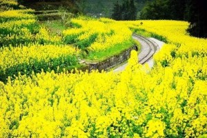 春天的生机（以一朵小花为见证）